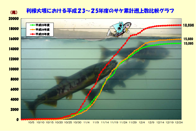 利根大堰サケ2011_2013